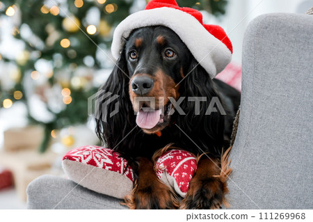 Setter dog in Christmas time Setter dog in Christmas time 111269968