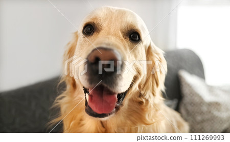 Golden retriever dog at home alone Golden retriever dog at home alone 111269993