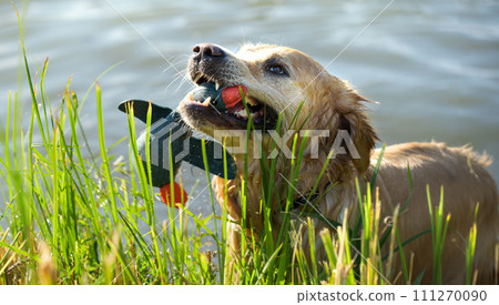 Golden Retriever Hunting Dog Playing With Duck Toy In Water Golden Retriever Hunting Dog Playing With Duck Toy In Water 111270090