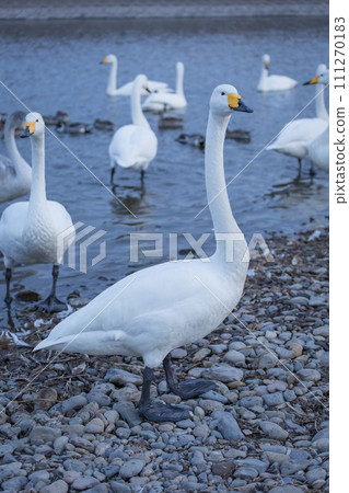 Swans playing in the shallows of the river 111270183