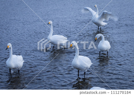 Swans playing in the shallows of the river 111270184