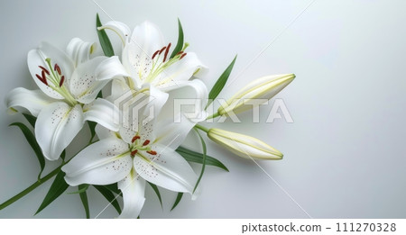 fresh white lilies on a white background 111270328