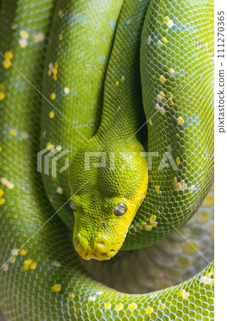 Green tree python (Morelia viridis), snake in close-up view. 111270365