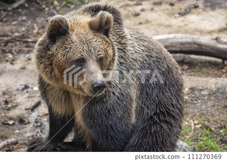 The brown bear (Ursus arctos), beast in close-up view. The brown bear (Ursus arctos), beast in close-up view. 111270369