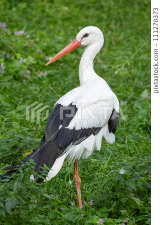 The white stork (Ciconia ciconia) is a large bird. 111270373