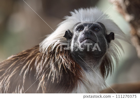 The cotton-top tamarin (Saguinus oedipus), small monkey. 111270375