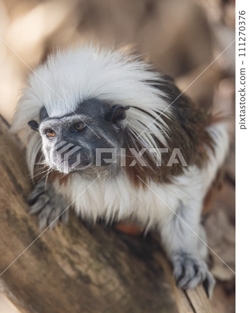 The cotton-top tamarin (Saguinus oedipus), small monkey. The cotton-top tamarin (Saguinus oedipus), small monkey. 111270376