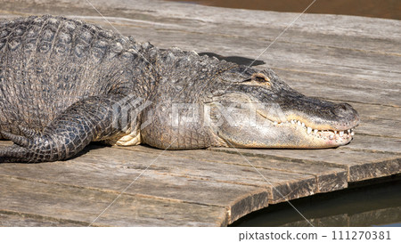 American alligator (Alligator mississippiensis), large crocodilian. American alligator (Alligator mississippiensis), large crocodilian. 111270381