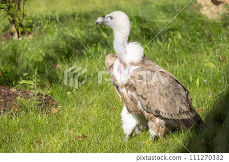 Himalayan griffon vulture (Gyps himalayensis). Himalayan griffon vulture (Gyps himalayensis). 111270382