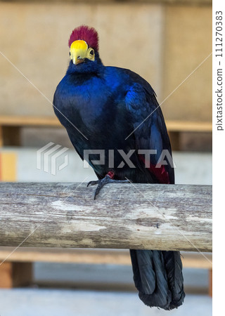 Ross's turaco (Tauraco rossae), bluish-purple African bird. 111270383