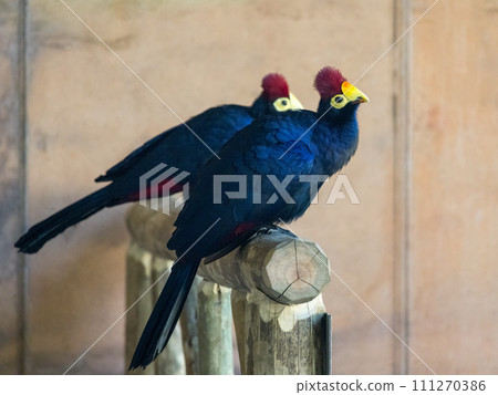 Ross's turaco (Tauraco rossae), bluish-purple African bird. 111270386