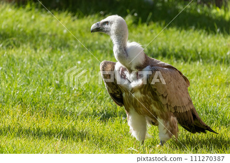 Himalayan griffon vulture (Gyps himalayensis), portrait of raptor. Himalayan griffon vulture (Gyps himalayensis), portrait of raptor. 111270387
