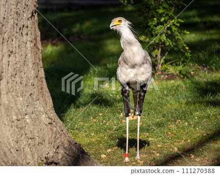 The secretarybird (Sagittarius serpentarius), a large bird. 111270388