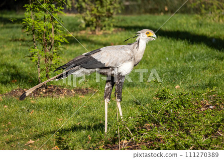 The secretarybird (Sagittarius serpentarius), a large bird. The secretarybird (Sagittarius serpentarius), a large bird. 111270389