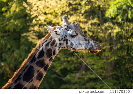 Rothschild's giraffe (Giraffa camelopardalis rothschildi). 111270390