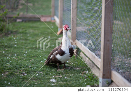 Muscovy duck male in permaculture garden 111270394