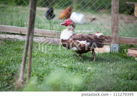 Muscovy duck male in permaculture garden 111270395