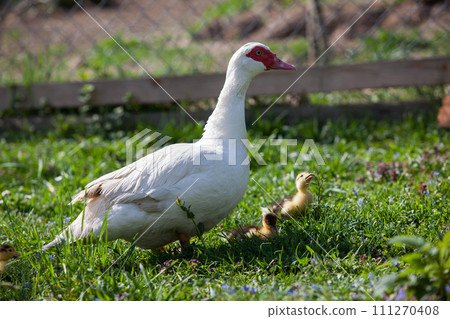 Muscovy duck female with litlle ducklings in permaculure garden 111270408