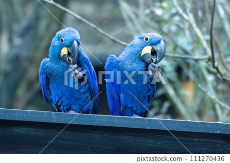 The hyacinth macaw (Anodorhynchus hyacinthinus), parrots. The hyacinth macaw (Anodorhynchus hyacinthinus), parrots. 111270436