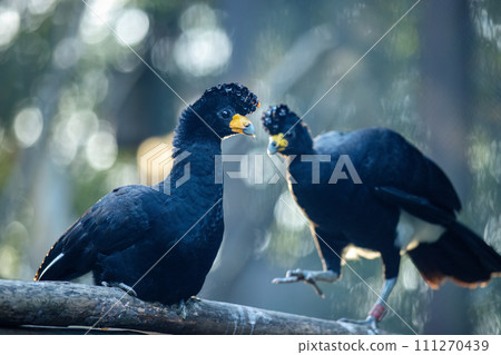 The black curassow (Crax alector), portrait of bird. The black curassow (Crax alector), portrait of bird. 111270439