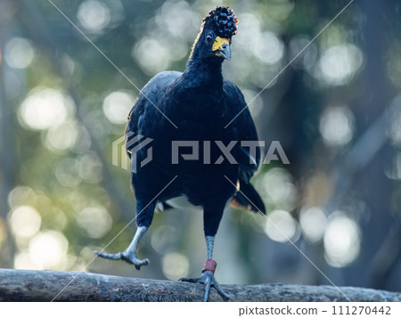 The black curassow (Crax alector), portrait of bird. The black curassow (Crax alector), portrait of bird. 111270442