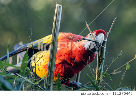 The scarlet macaw (Ara macao), large red tropical parrot. 111270445