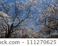 盛岡城址公園的櫻花 111270625