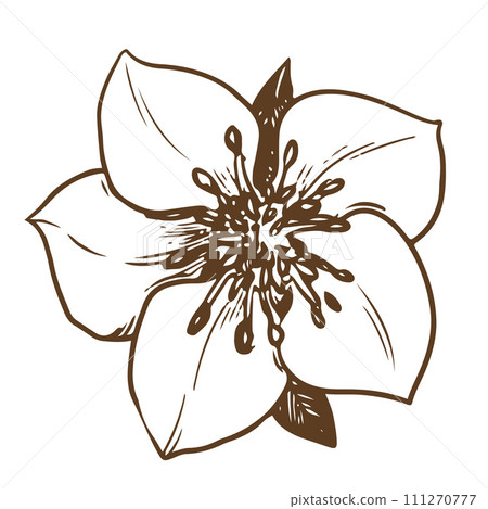 Hand drawn vector flower. Botanical detailed illustration of a strawberry flower using engraving technique on a white background. Ingredient for herbal tea. Illustration for the design of eco products 111270777