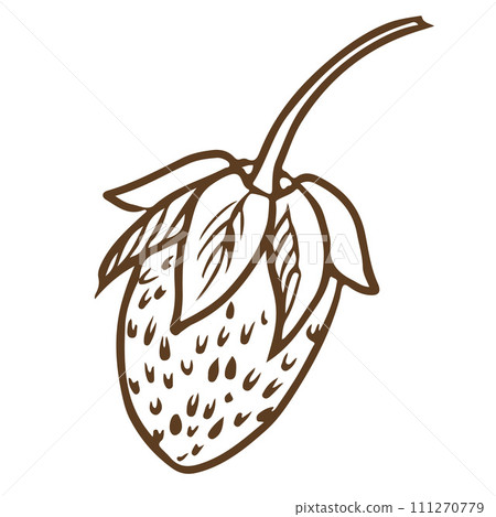 Sketch of wild forest strawberries on a white background. Stylized ink illustration of a berry. Hand drawn line drawing suitable for eco-friendly product design. 111270779