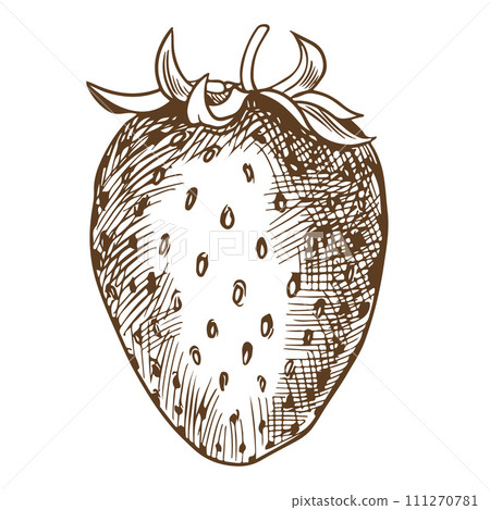 Sketch of farm strawberries on a white background. Garden berry in engraving style, old etching technology. Handmade ink drawing is suitable for the design of environmentally friendly products. Sketch of farm strawberries on a white background. Garden berry in engraving style, old etching technology. Handmade ink drawing is suitable for the design of environmentally friendly products. 111270781