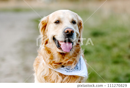 Golden retriever dog portrait 111270829
