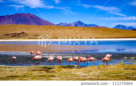 Beautiful flamingos at lagoon in Bolivia Beautiful flamingos at lagoon in Bolivia 111270864
