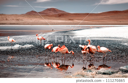 Pink flamingos at exciting lagoon in Bolivia 111270865