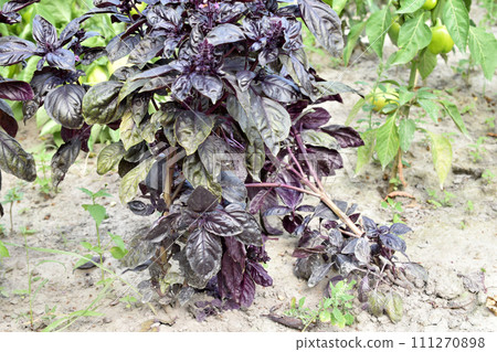 Basil bush with purple leaves. 111270898
