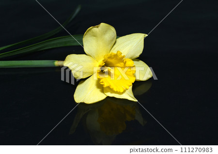 Yellow daffodil on a black background. 111270983