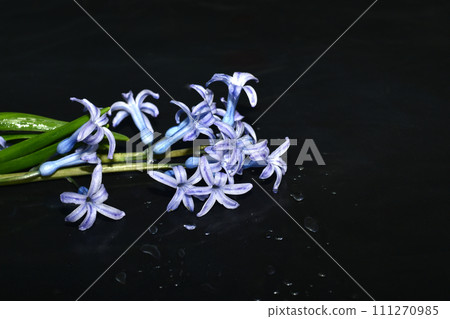 Violet hyacinth flower on a black background. Violet hyacinth flower on a black background. 111270985