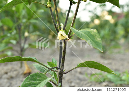 Flower on a bell pepper bush. Flower on a bell pepper bush. 111271005