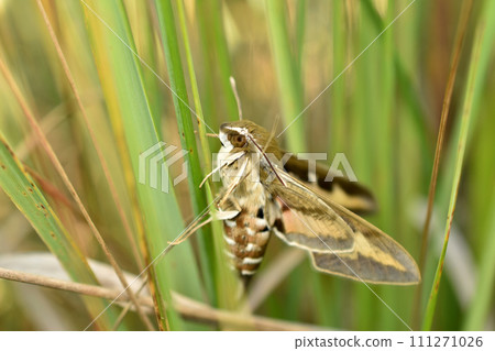Bedstraw hawkmoth hides in the grass. 111271026