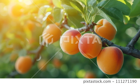 Beautiful juicy ripe apricot hang on a branch in the summer garden 111271190