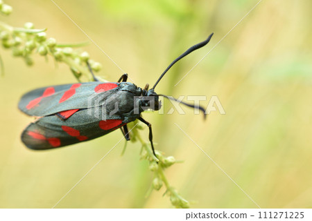 A black moth butterfly sits on the grass, close-up. 111271225