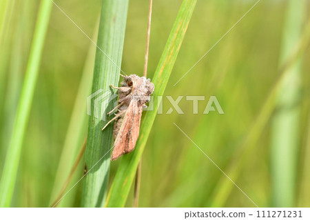 A striped armyworm sits on the grass. 111271231