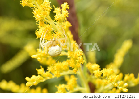 Flower spider on yellow flowers. 111271235