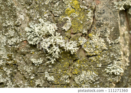 Texture pattern of lichen on tree bark. Texture pattern of lichen on tree bark. 111271360