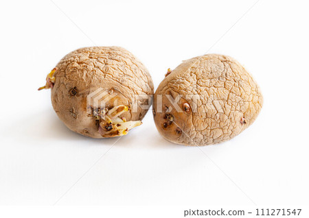 Wrinkled potatoes that have sprouted 111271547