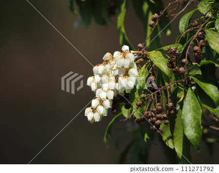 Bell-shaped white flowers that bloom in early spring Bell-shaped white flowers that bloom in early spring 111271792