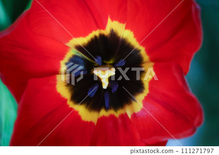 Red tulip flowers Red tulip flowers 111271797