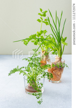 Growing from organic waste 111272074