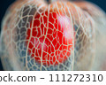 Peek into the beauty hidden in the shell of Hozuki 111272310