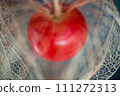 Peek into the beauty hidden in the shell of Hozuki 111272313