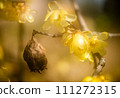 Succession of generations of wax plums 111272315